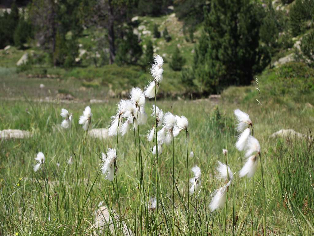 Baumwolle blüht in den Pyrenäen